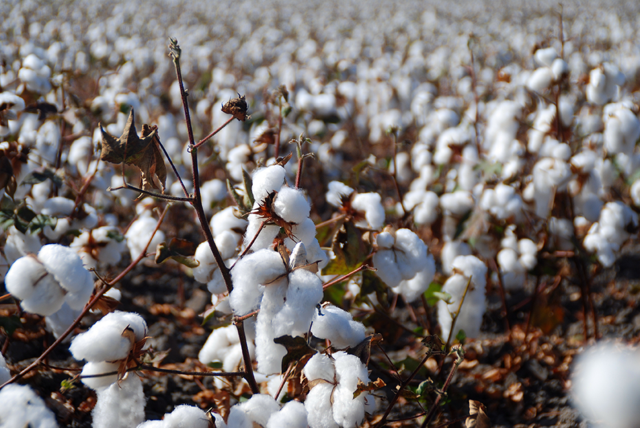 Cotton fibre - Cotton fibre